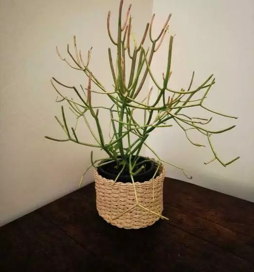 Majatalo The Yellow Door Guesthouse