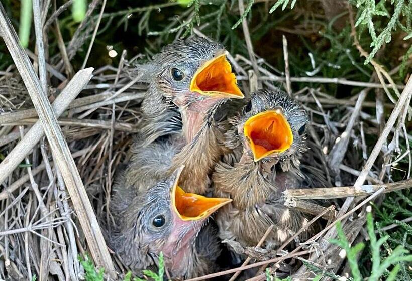 호텔 Family In The Hills By Nature S Glamping
