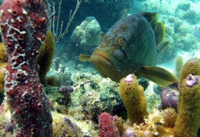 Hotel Bungalows At Windsong On The Reef