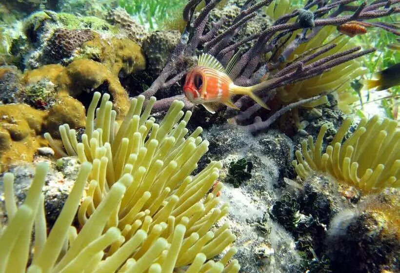 Hotelli Bungalows At Windsong On The Reef