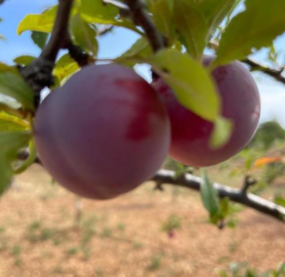 בית מלון כפרי Masseria I Raffi B&b