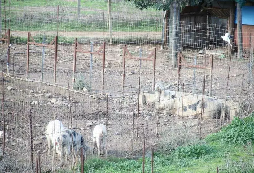 ホテル Agriturismo Su Pinnatu