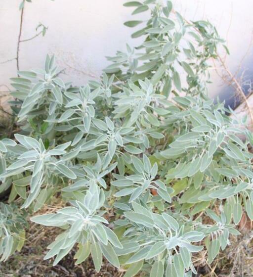 酒店 Agriturismo Su Pinnatu