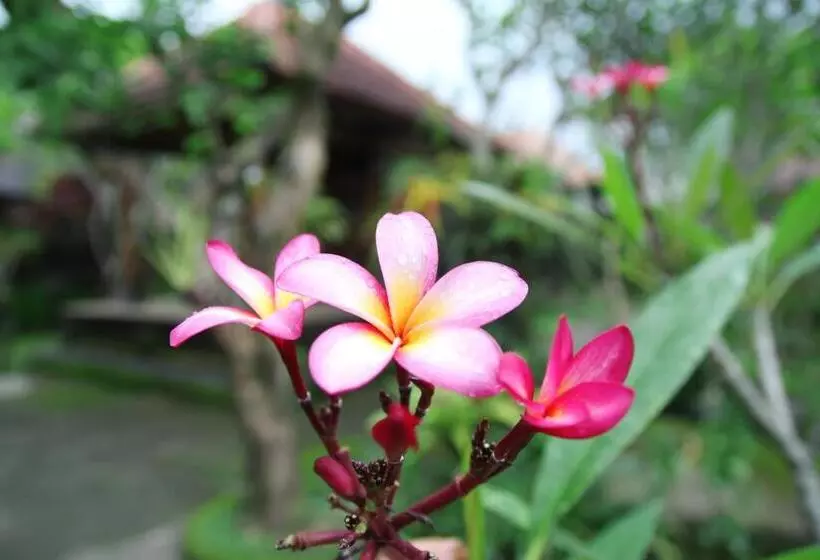 ペンション Sedana Jaya