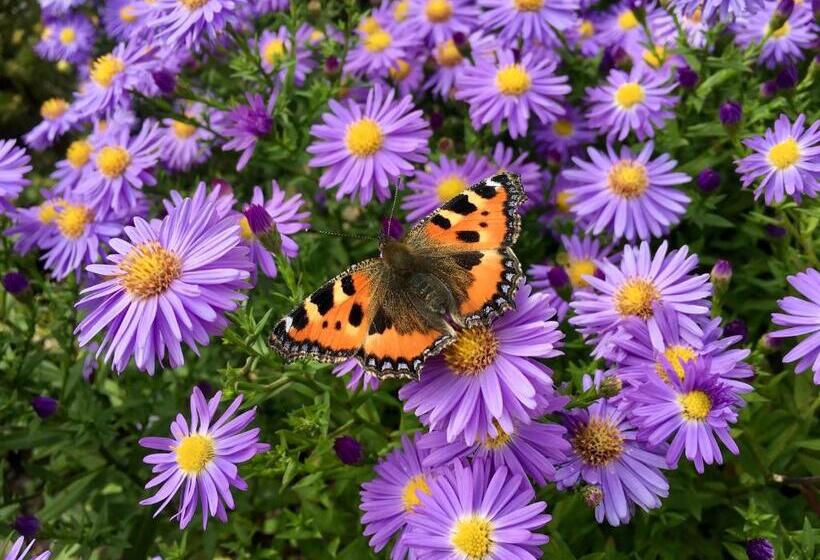 צימר Gästehaus Hoffmann