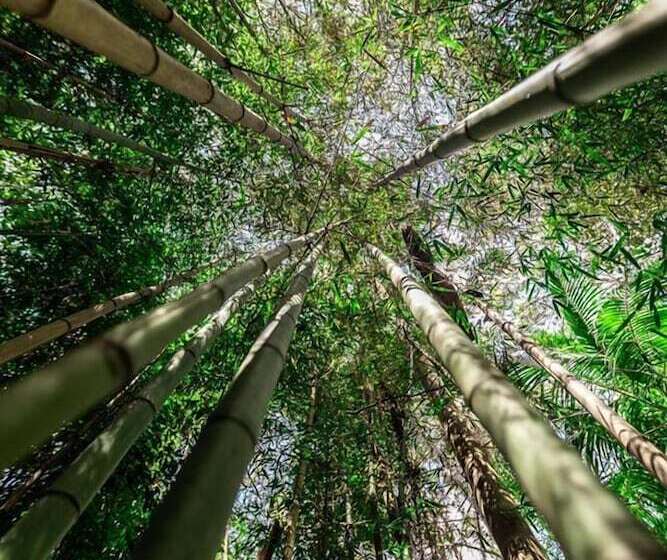 호텔 Songbirds Rainforest Retreat