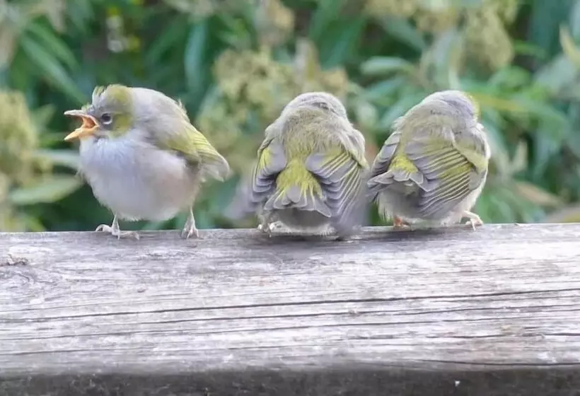 Wharepuke Subtropical Accommodation