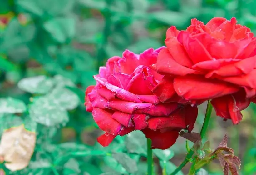 Hostelli Villa Silvana