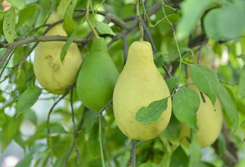 פונדק Villa Silvana