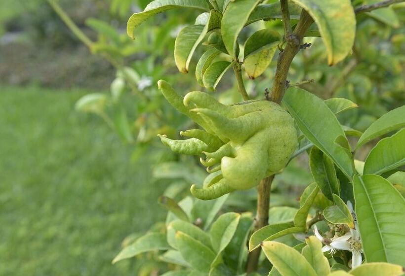 פונדק Villa Silvana