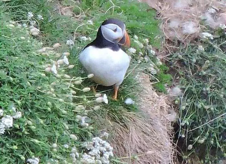 Bespoke 1 Bed Cottage In Dunbeath Village