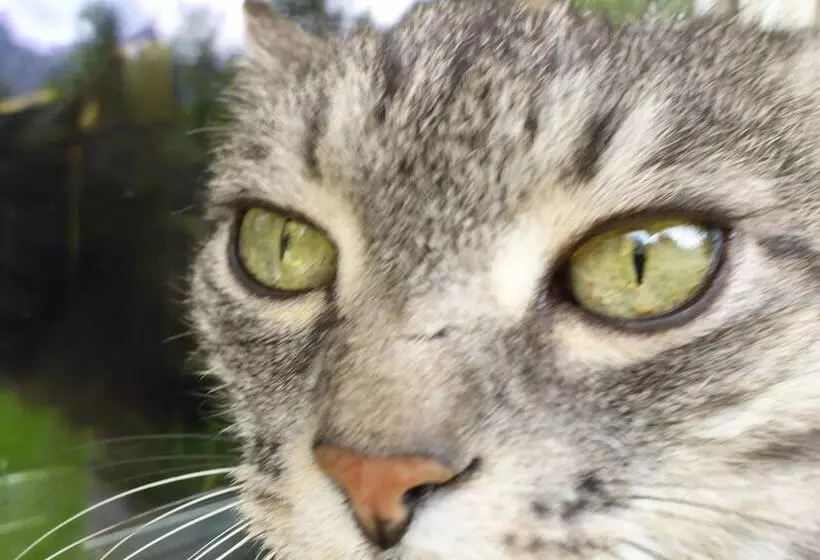 Bed and Breakfast Café Pension Erika