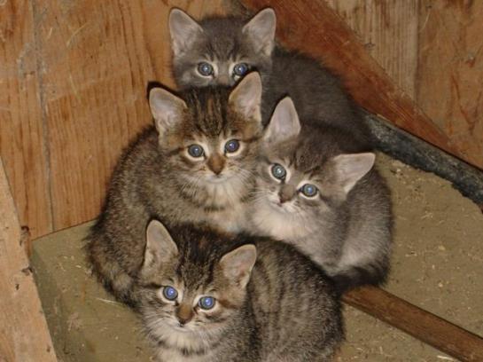 Bauernhof Hinter-altensberg