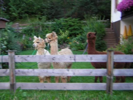 膳宿费 Gästehaus Panorama