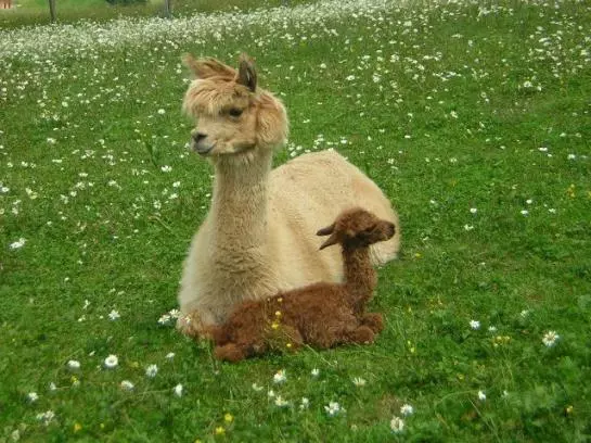 ペンション Gästehaus Panorama