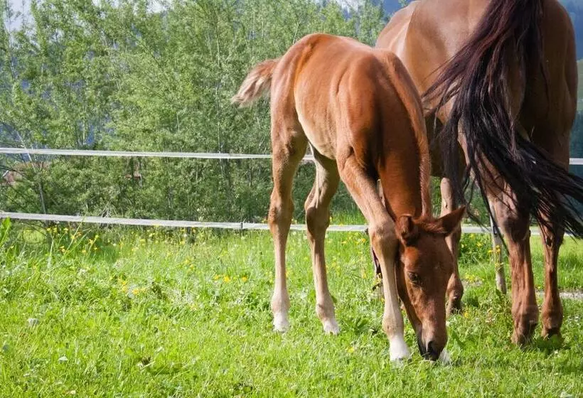 Отель Haflingerhof
