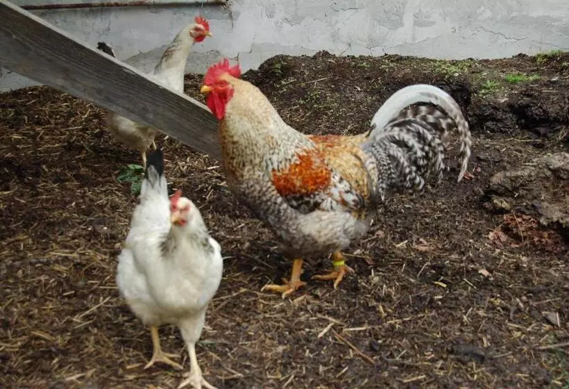 酒店 Puttererseehof