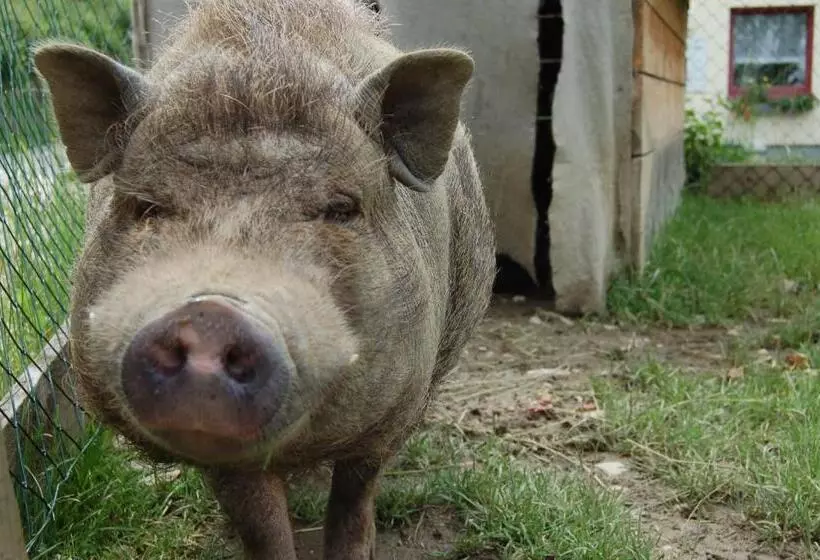 酒店 Puttererseehof