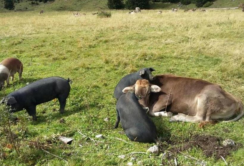 Пансион Selbstversorger Unterkunft Zoller Sommerbergbahn Inklusive