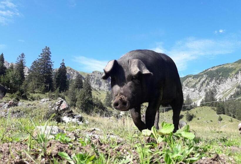 Пансион Selbstversorger Unterkunft Zoller Sommerbergbahn Inklusive