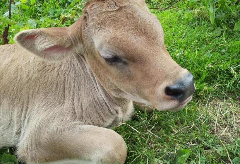 Пансион Selbstversorger Unterkunft Zoller Sommerbergbahn Inklusive