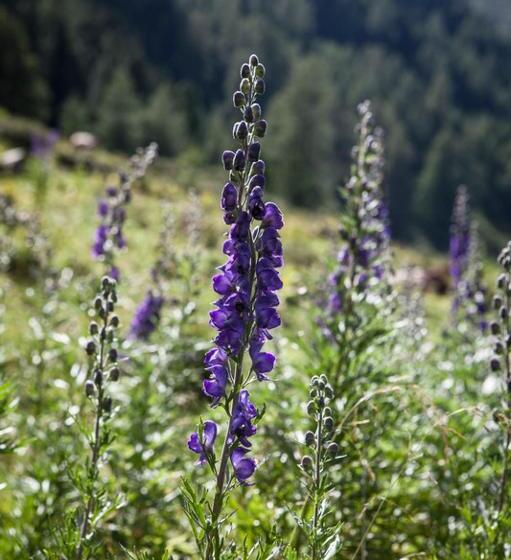 민박 Pension Fuchs