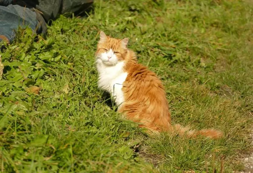 住宿加早餐 Schottenhof