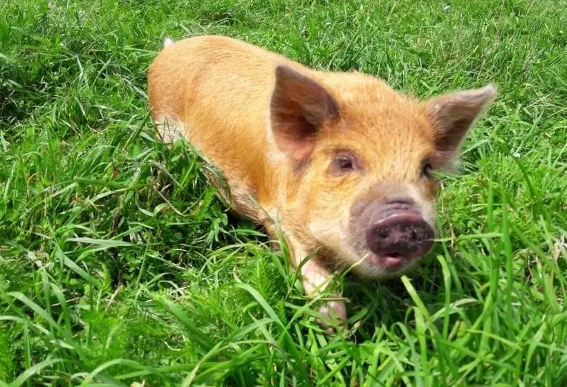 住宿加早餐 Schottenhof