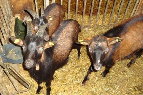 Bauernhof Stotznerhof