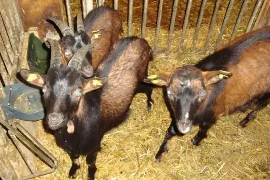 Bauernhof Stotznerhof