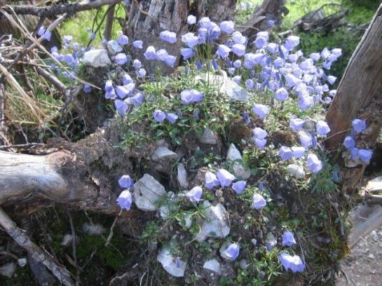فندق Ferienwohnung Plattner