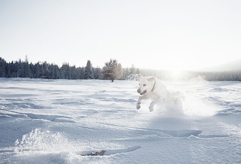 호텔 Rigele Royal Superior