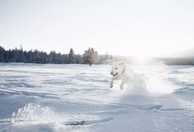 ホテル Rigele Royal Superior