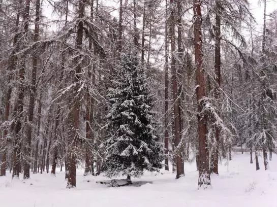 Waldhof Appartements Am Tennisplatz