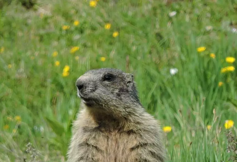 膳宿费 Gasthof Martha