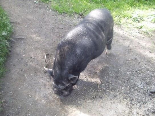 Bauernhof Angererhof