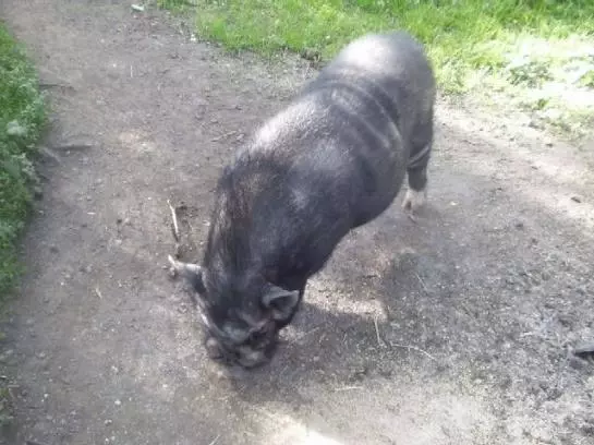 Bauernhof Angererhof