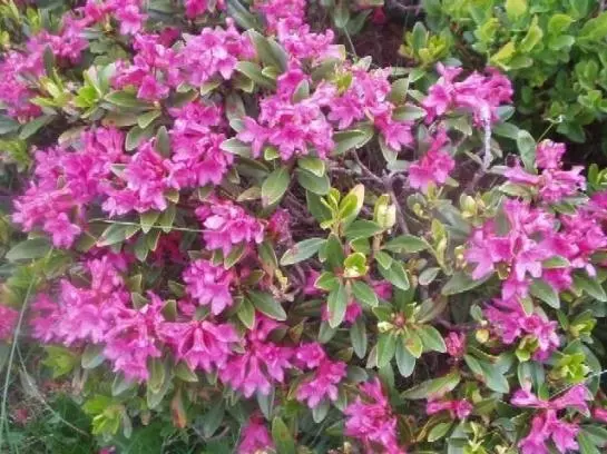 Bauernhof Angererhof