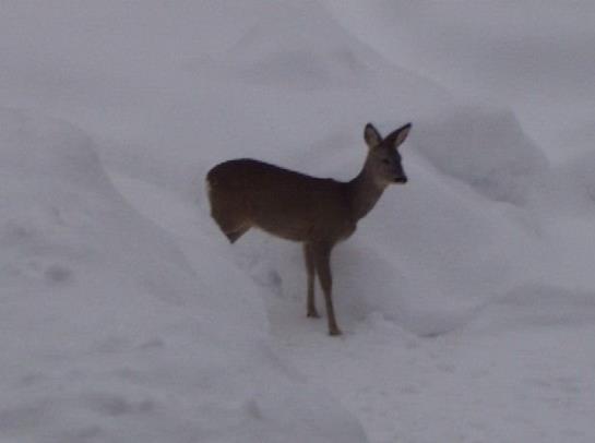Bauernhof Angererhof