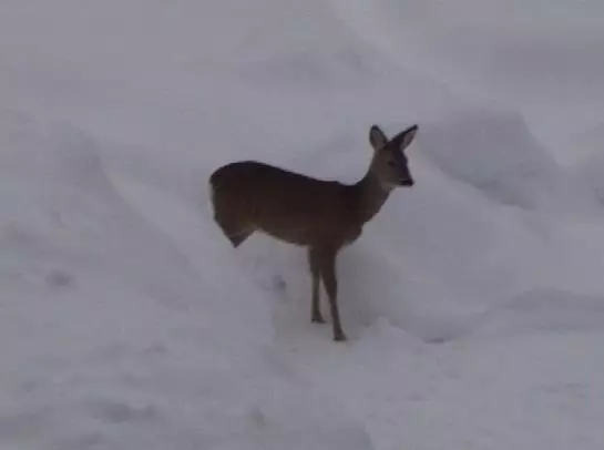 Bauernhof Angererhof