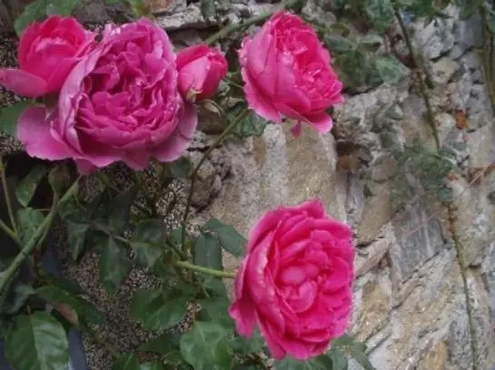 Bauernhof Angererhof