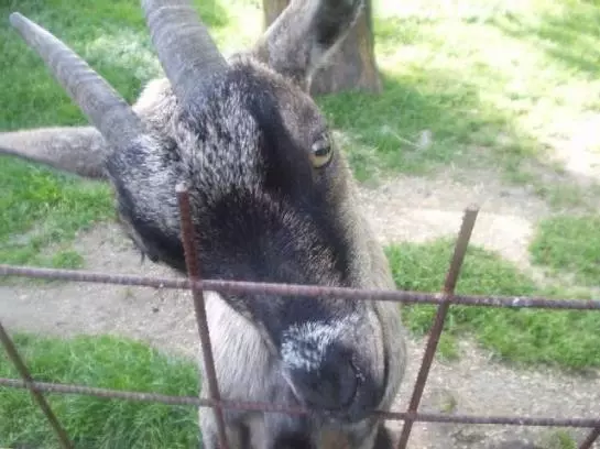 Bauernhof Angererhof