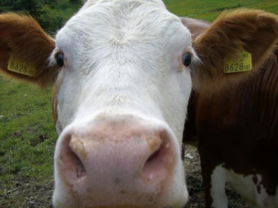 Urlaub Am Bauernhof Grabenhofer