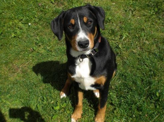 Urlaub Am Bauernhof Grabenhofer