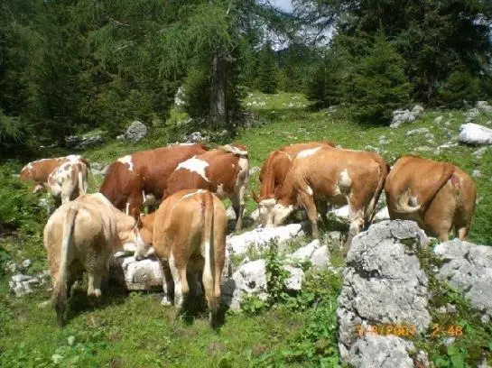 Bauernhof Ennsmanngut