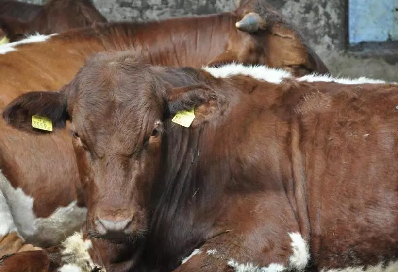 Отель Gastagwirt