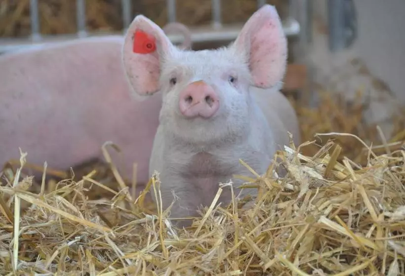 Отель Gastagwirt