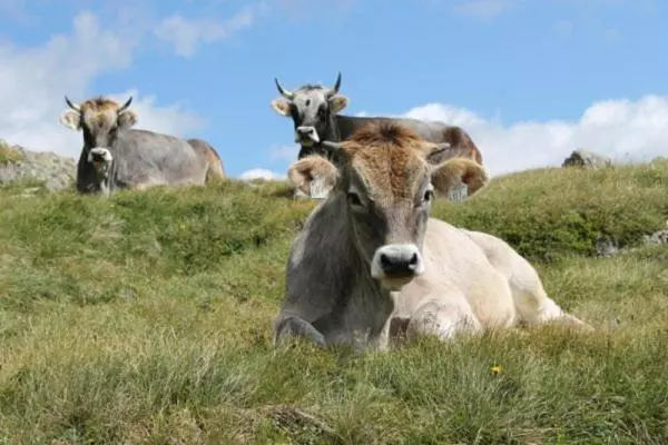 Olympia Privathotel Garni