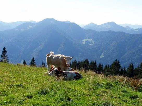 Bauernhof Haus Kandlinger - Kreuth-brunnbichl