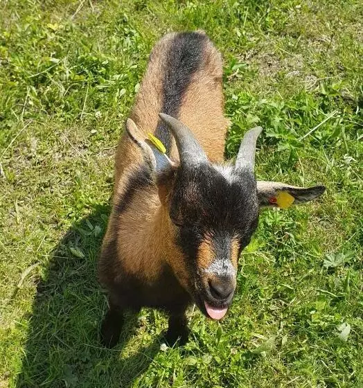 בית מלון כפרי Lugsteinhof